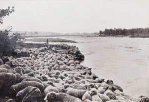 Sheep by River